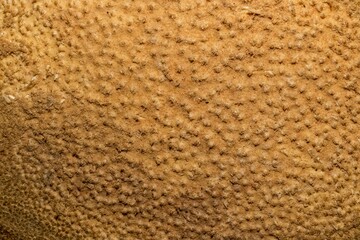 Textura de superfície de madeira. Tronco de árvore cortado deixando a mostra a casca e toda a...