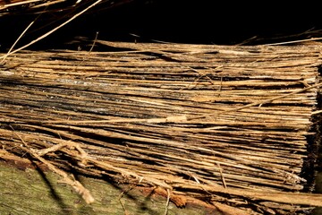 Textura de superfície de madeira. Tronco de árvore cortado deixando a mostra a casca e toda a...