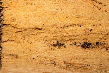 Textura de superfície de madeira. Tronco de árvore cortado deixando a mostra a casca e toda a...