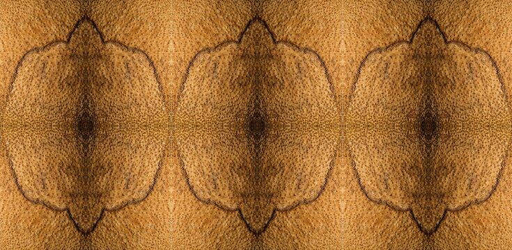 Textura de superf&iacute;cie de madeira. Tronco de &aacute;rvore cortado deixando a mostra a casca e toda a fibra da madeira. 