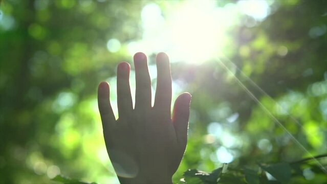Child's hand touching sun reaching for sunlight breaking through lush green foliage in the woods. Hands of happy boy catching sunshine in forest. People in nature concept, safe earth, green planet. 