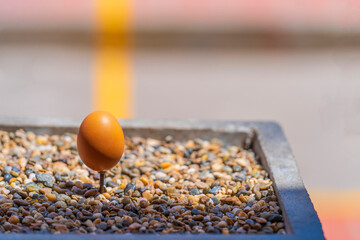 Legend has it that it is easier to erect an egg on the equatorial line. That's why almost every tourist tries to erect an egg on the equatorial marker in Ecuador's Equatorial Park.