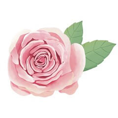 pink rose isolated on white.watercolor Bouquet.