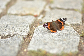 Fototapeta na wymiar Red Admiral Butterfly open Wings - Roter Admiral Schmetterling mit offenen Flügeln