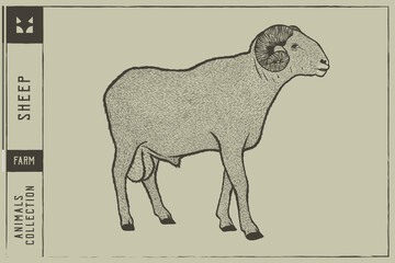 Sheep Hand Drawn Vector Illustration Engraving Style - Out line