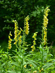 Großblütiger Fingerhut; Digitalis grandiflora; big-flowered foxglove; yellow perennial foxglove;