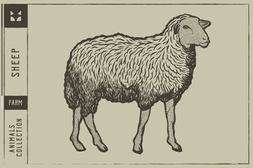 White Sheep Hand Drawn Vector Illustration Engraving Style - Out line