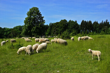 Obraz premium Schafherde auf der Schwäbischen Alb