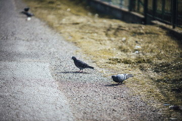 Selective focus shot of pigeons standing on the ground