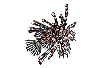 Naklejka na ściany i meble Lionfish (Pterois volitans) vector illustration - hand drawn