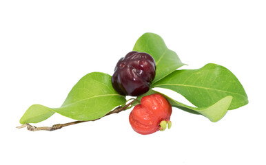 Surinam cherry or pitanga (Eugenia uniflora) is small fruit, 2-4 cm in diameter, and have an ovate...