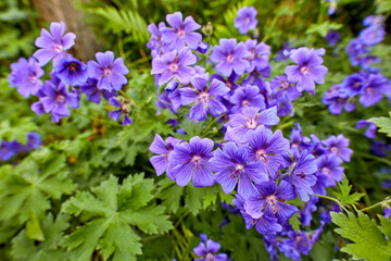 Top view of meadow geranium flowers flourishing in a green field in summer. Purple plants growing and blooming in a lush green botanical garden in spring. Violet flowering plants budding in a forest
