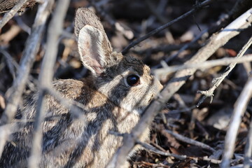 rabbit hiding behind sticks