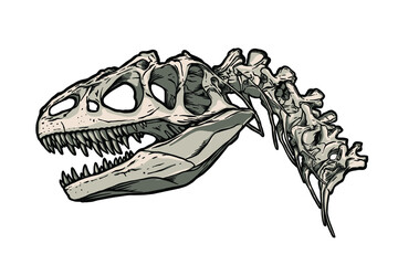  Dinosaur skeleton, Tyrannosaurus rex - vector illustration
