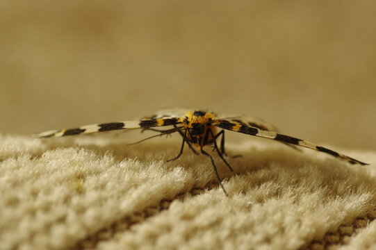 Magpie Moth On Fabric