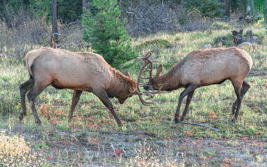 elk rut male bull elks fighting or sparring.  