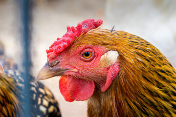 Rhode Island Red Chicken Head