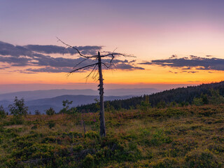Fototapeta na wymiar Old dry spruce against the backdrop of sunset in the summer Carpathian mountains