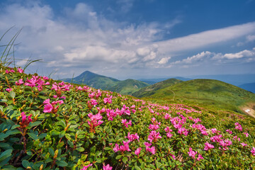 Beautiful mountain landscape with blooming rhododendron. Pink rhododendron flowers in the Ukrainian Carpathians