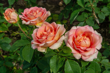 pink and yellow roses