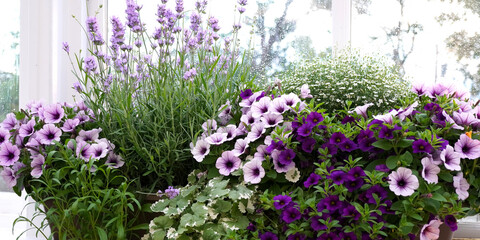 Summer bedding plants in the container. Petunia, Calibrachoa, Lavender.