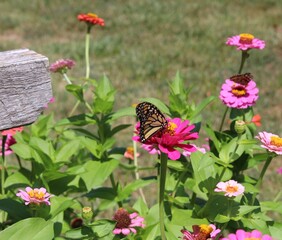 Beauty in the Butterfly