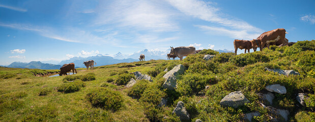 cattle herd at niederhorn mountain, berner alps panorama switzerland