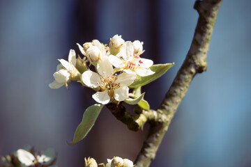 Birnenbl&uuml;te. Bl&uuml;hender Obstbaum.