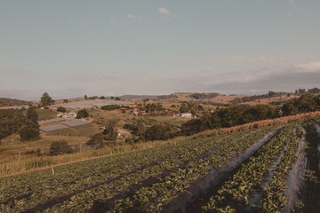 landscape of the lowland plantation on the hill