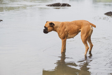 Closeup of a Bullmastiff guard dog on the beach