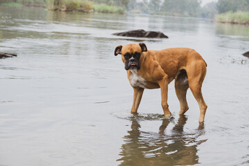 Closeup of a Bullmastiff guard dog in the water