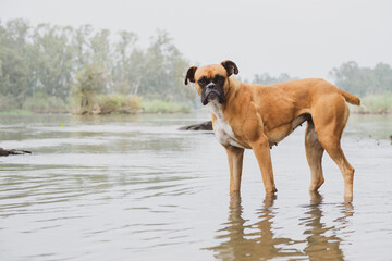 Closeup of a Bullmastiff guard dog on the beach staring at the camera