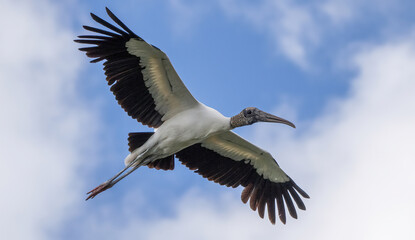 Wood stork flying high in the blue sky in Florida