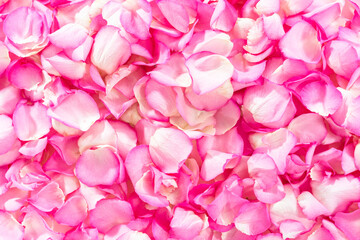 Fototapeta premium Rose petals