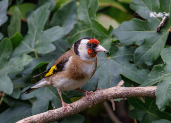 Gold Finch