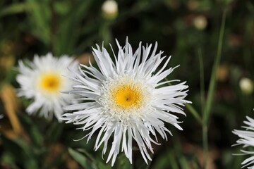 Fototapeta premium Erigeron coulteri