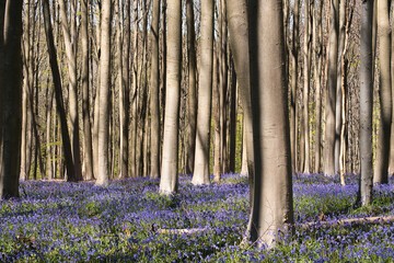 Dense forest with blue flowers and tall trees in Hallerbos, Belgium