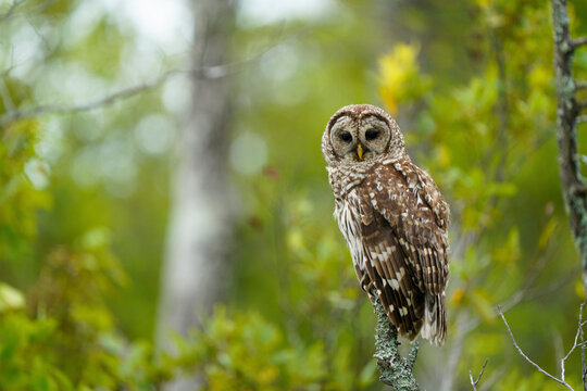Barred Owl with lovely green background