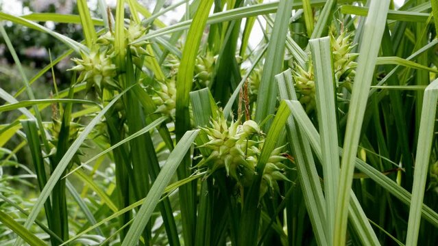 Gray sedge, or gray sedge, clavate sedge (Carex grayi) close up