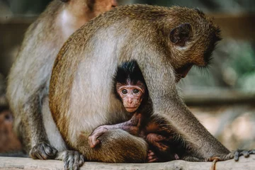 Fotobehang Beautiful shot of a monkey hugging it's baby © Chinh Le/Wirestock Creators
