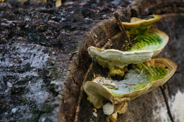 Wood mushroom, a plant that usually lives during the rainy season on fallen tree trunks around the house