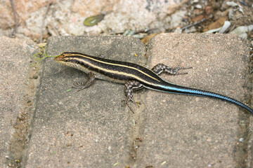Rainbow Skink, Kruger National park, South Africa