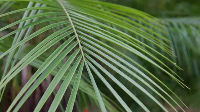 Footage of close up palm leaves.