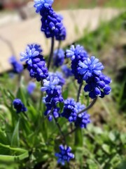 large bouquet of purple Armenian Muscari with green oblong leaves on a background of flowerbeds 
