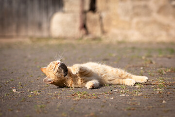 Fototapeta premium Rote Katze spielt mit Maus