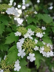 Nature wallpaper with white round inflorescences with delicate petals. Blooming Viburnum opulus