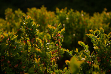 A shrub of berries, bright flowers in the foreground.