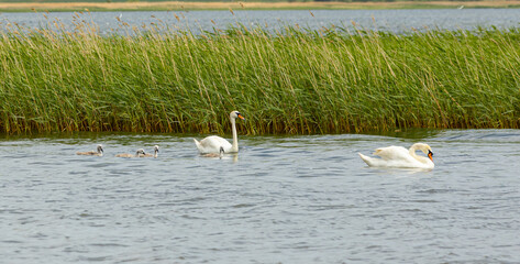 White swan on the lake with her children swan family