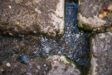 close up of a fish in the water