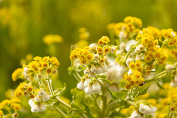 yellow flowers, beautiful floral background